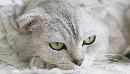 狼群再添一员：qiutiaN 加盟狼队电竞